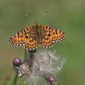 Braunfleckiger Perlmutterfalter (Boloria selene)